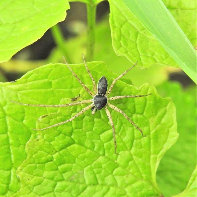 Philodromus dispar - lomb karolópók