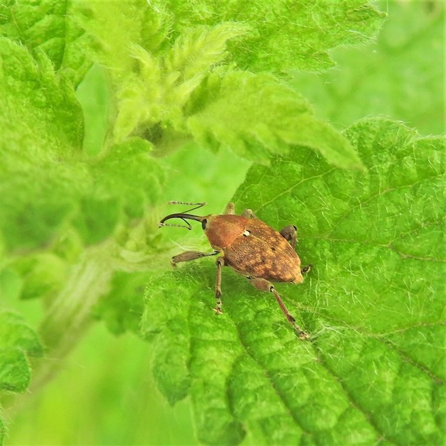 Curculio glandium - tölgymakkzsuzsóka