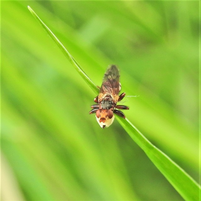 Myopa