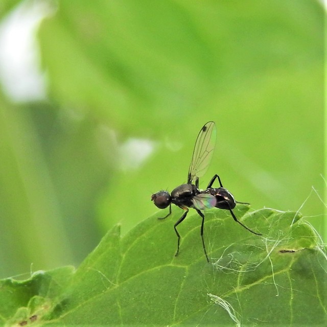 Sepsidae - billegetőlégyfélék