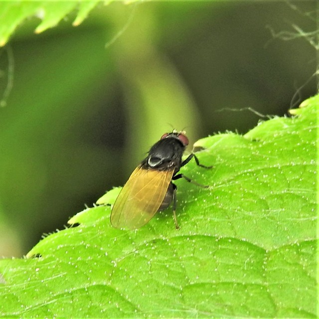 Minettia