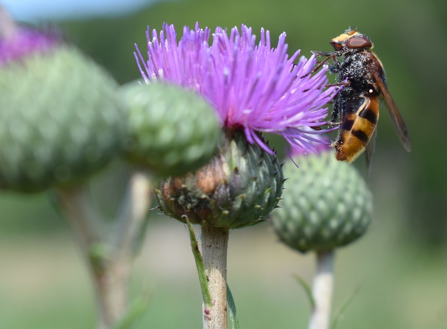 Volucella zonaria - kétöves pihelégy