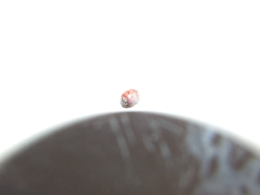 Harmonia quadripunctata - négypettyes katica