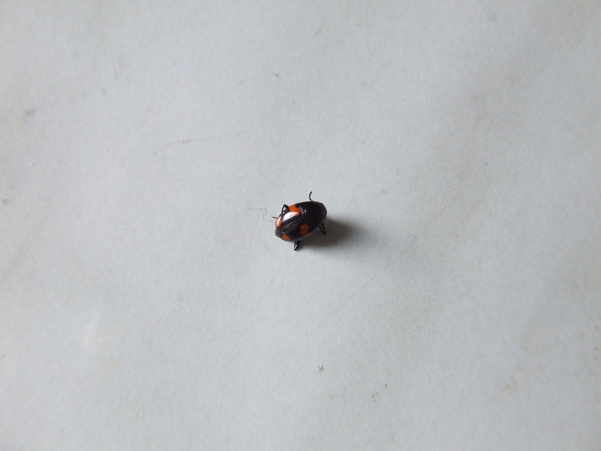 Scaphidium quadrimaculatum - négyfoltos sajkabogár