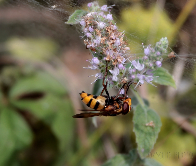 Volucella zonaria - kétöves pihelégy