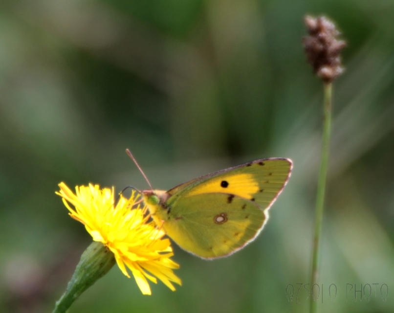 Colias croceus - sáfránylepke