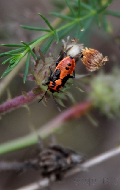 Lygaeus equestris/simulans