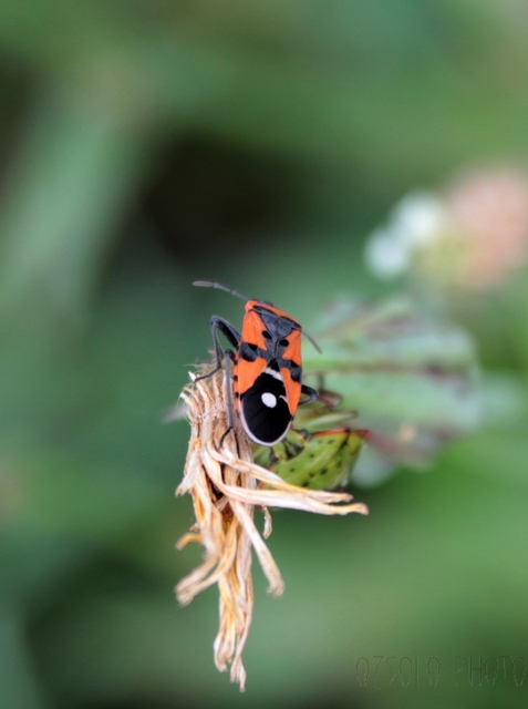 Lygaeus equestris/simulans