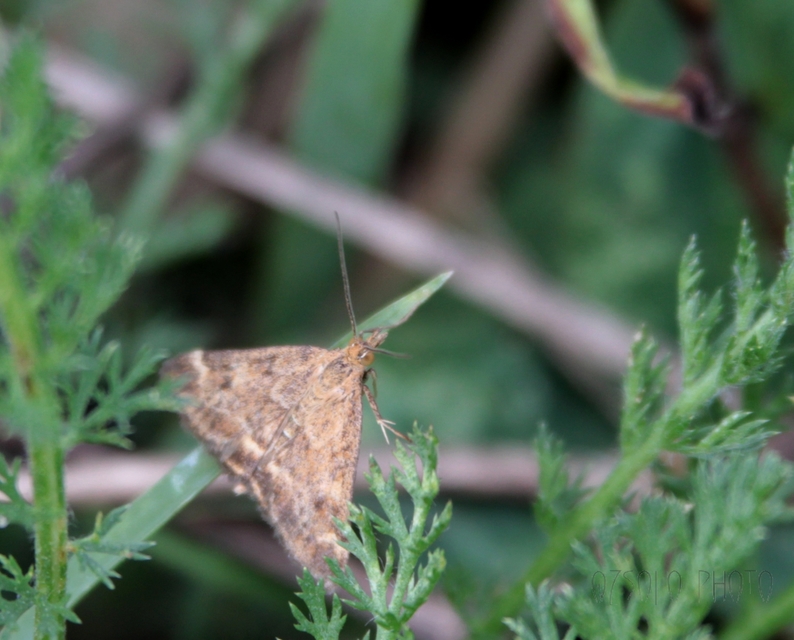 Pyrausta despicata - réti bíbormoly