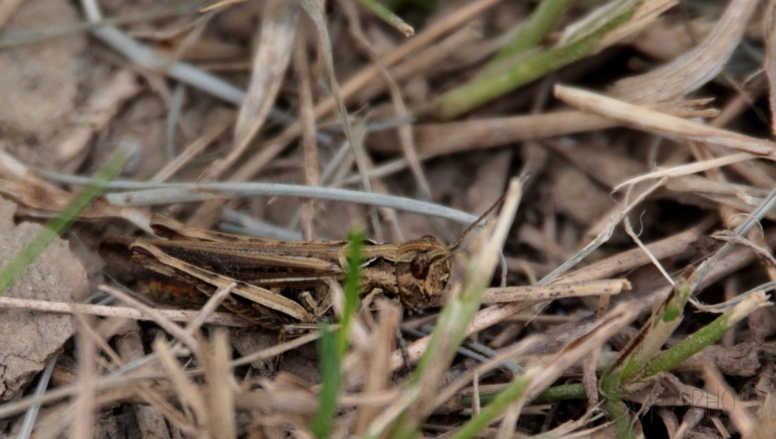 Chorthippus (Glyptobothrus) (subgenus)
