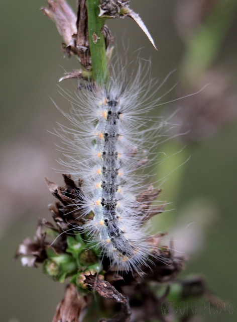 Hyphantria cunea - amerikai fehér medvelepke