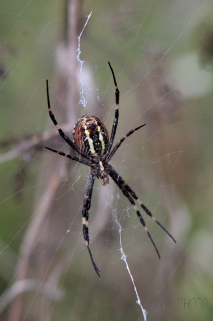 Argiope bruennichi - darázspók