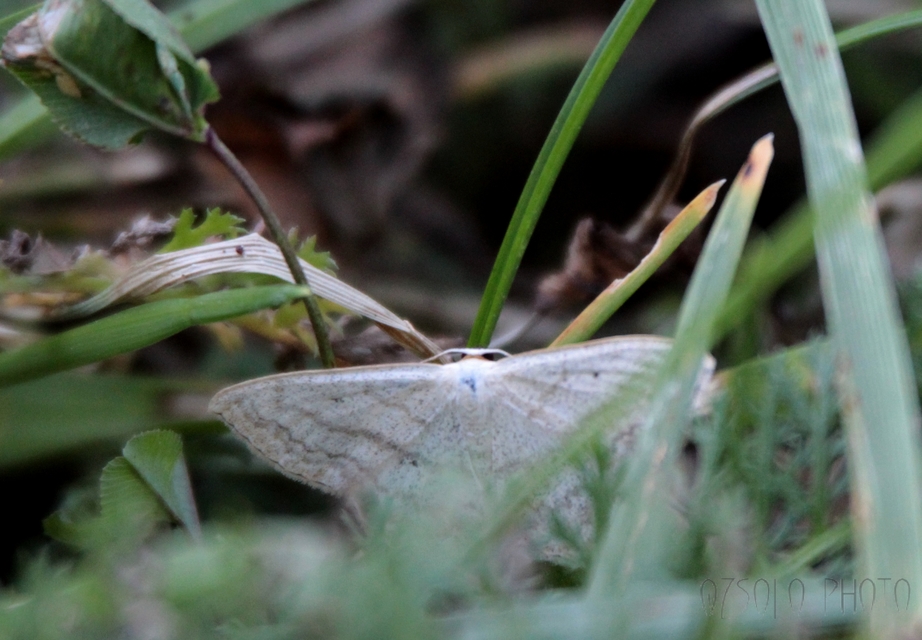 Scopula nigropunctata - feketepettyes araszoló