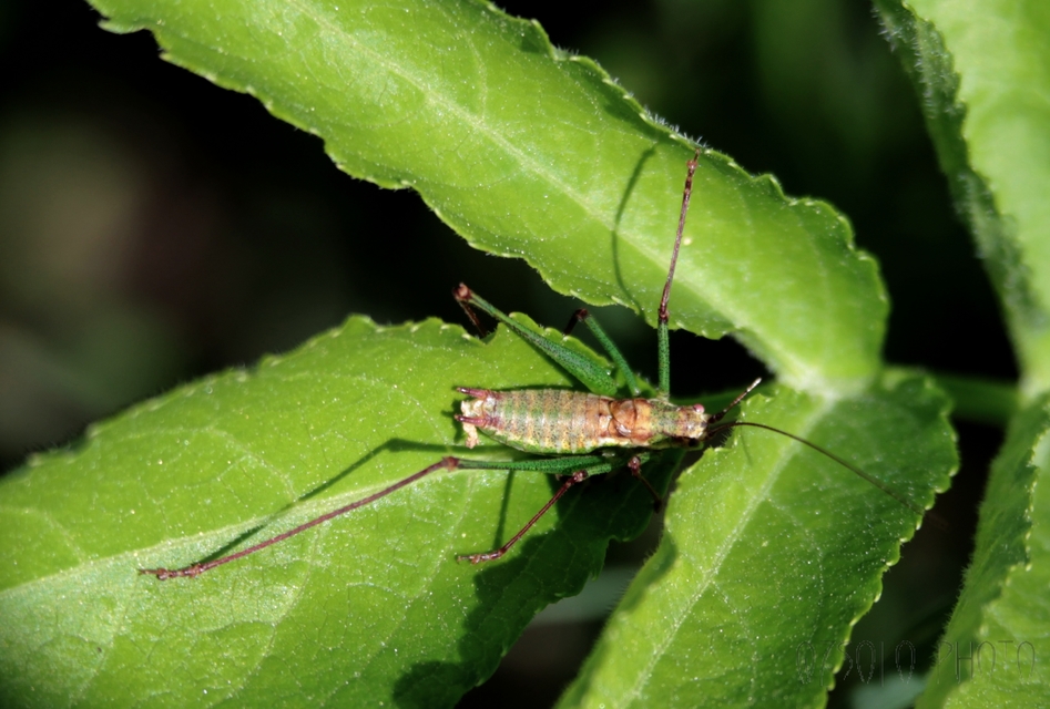 Leptophyes albovittata - közönséges virágszöcske