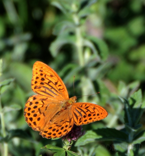 Argynnis paphia - nagy gyöngyházlepke