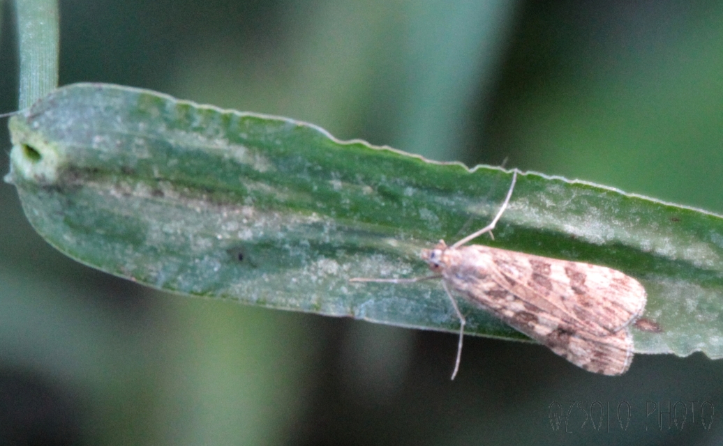 Nomophila noctuella - közönséges vándormoly