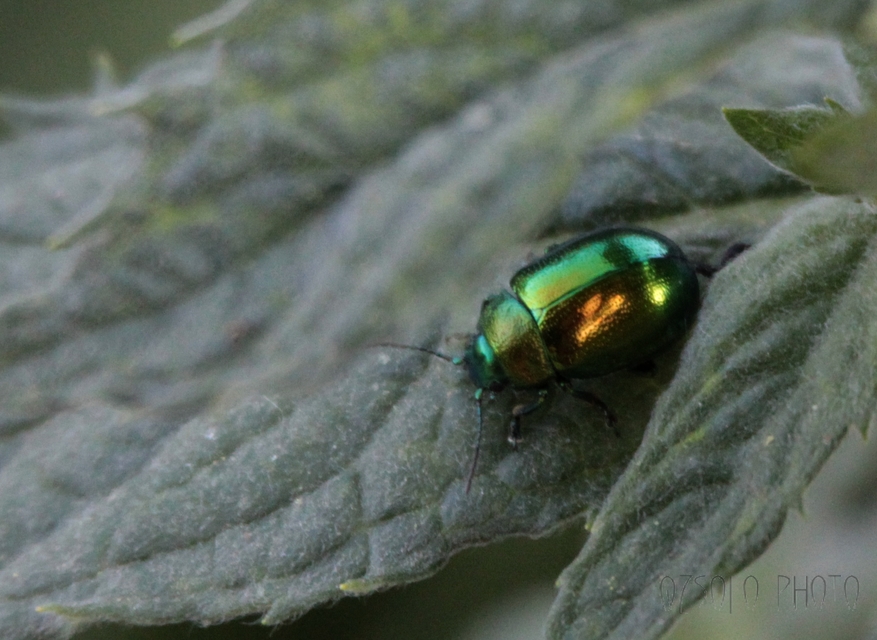 Gastrophysa viridula - sóska-levélbogár Gastrophysa viridula - sóska-levélbogár