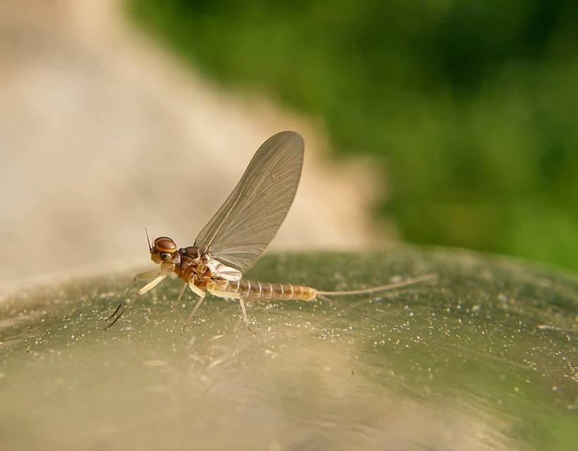 Ephemeroptera - Kérészek