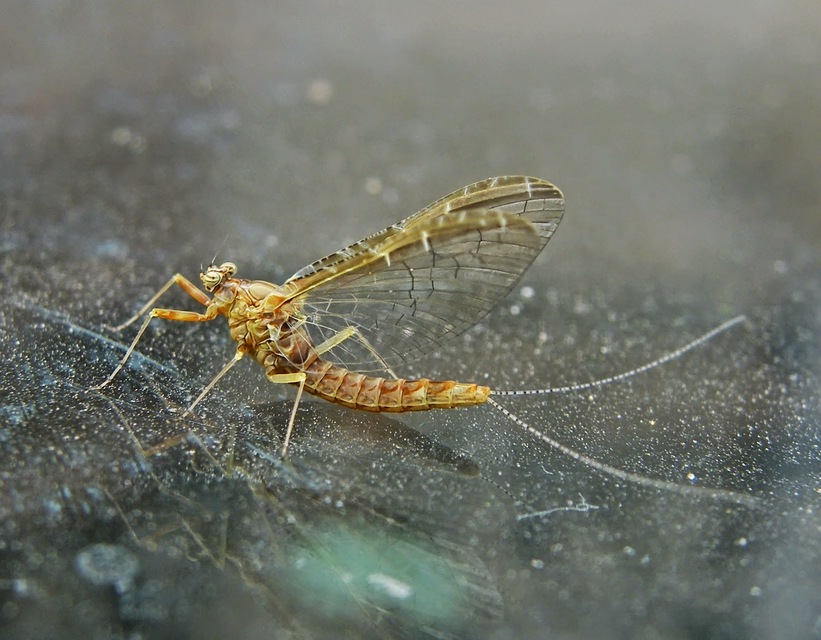 Cloeon dipterum - elevenszülő kérész