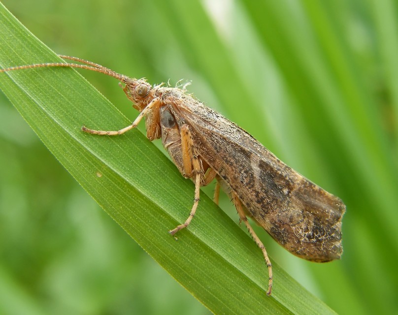 Trichoptera - Tegzesek