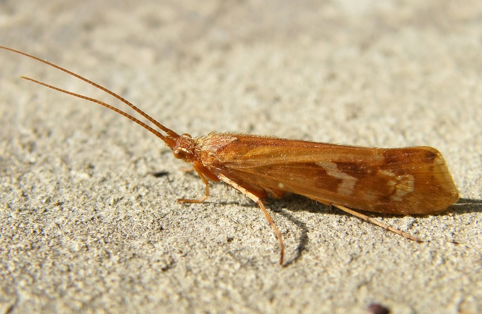 Trichoptera - Tegzesek