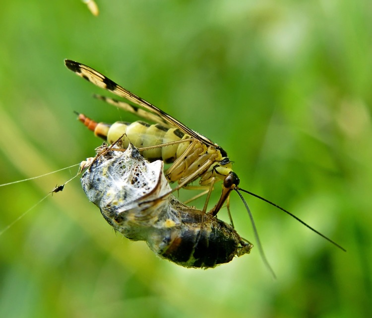 Panorpa