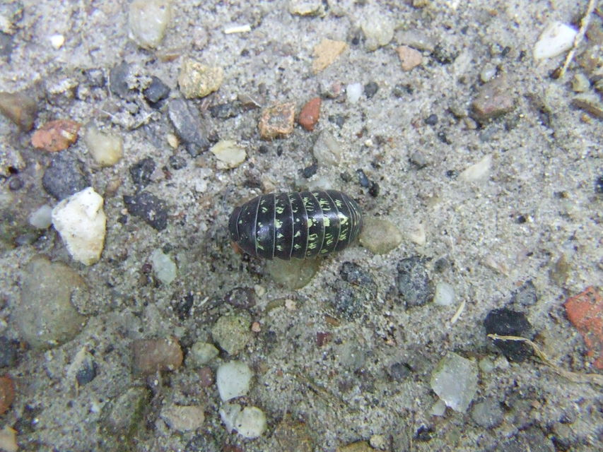 Armadillidium vulgare - szürke gömbászka