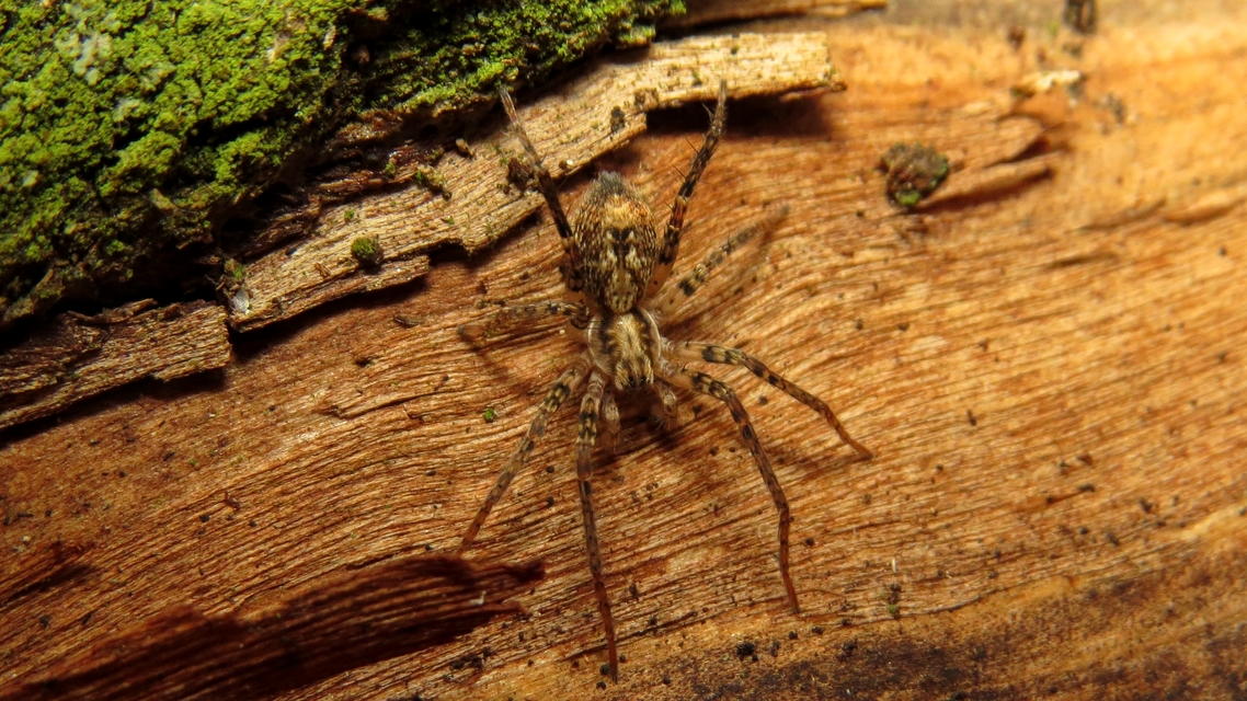 Anyphaena accentuata - jegyespók