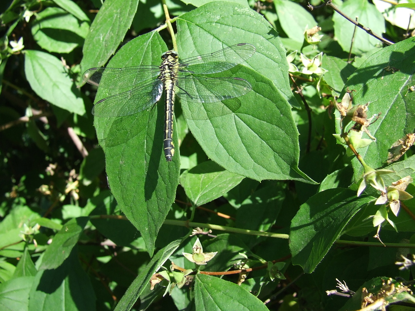 Gomphus vulgatissimus - feketelábú folyami-szitakötő