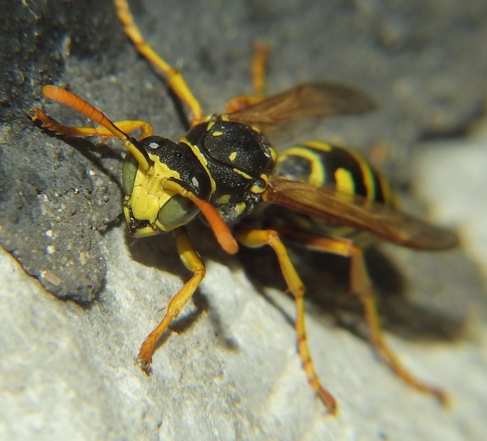 Polistes - papírdarazsak