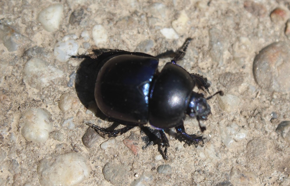 Trypocopris vernalis - tavaszi álganéjtúró