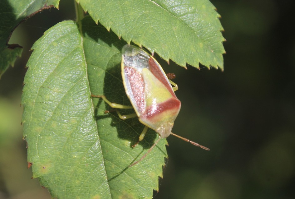 Piezodorus lituratus - bíboros címerespoloska Piezodorus lituratus - bíboros címerespoloska