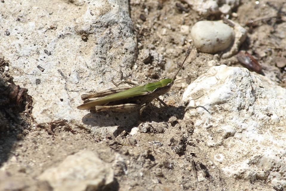 Chorthippus (Glyptobothrus) (subgenus)