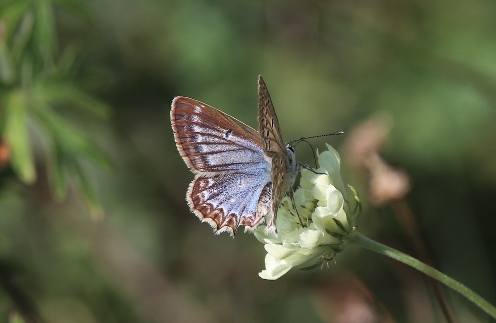 Polyommatus daphnis - csipkés boglárka