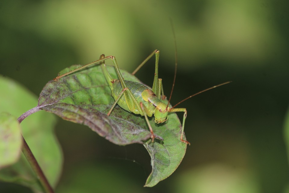 Barbitistes constrictus - északi málnaszöcske