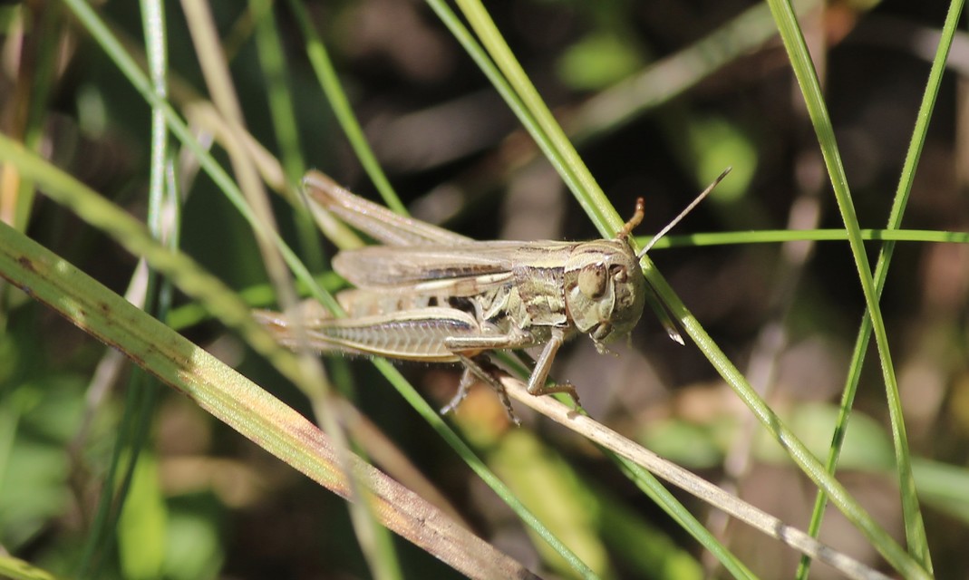 Euchorthippus declivus - rövidszárnyú rétisáska