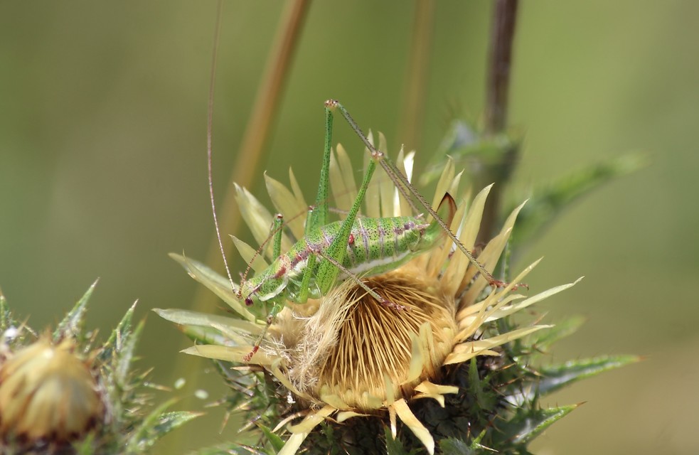 Leptophyes albovittata - közönséges virágszöcske