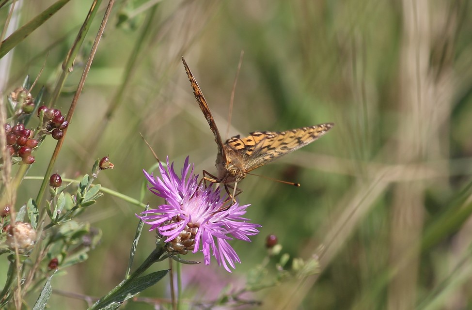Argynnis adippe - ezüstös gyöngyházlepke