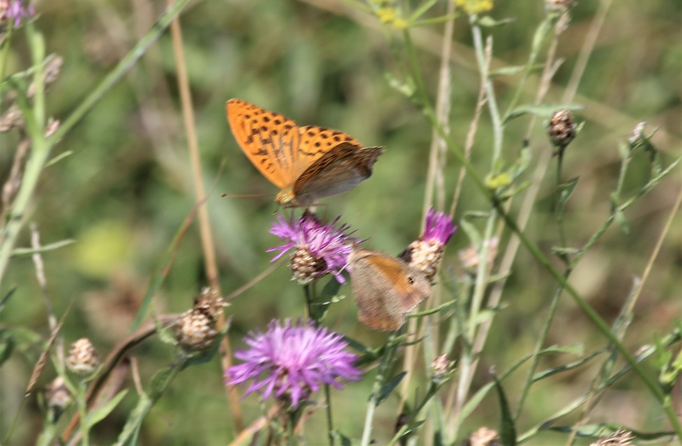 Argynnis paphia - nagy gyöngyházlepke