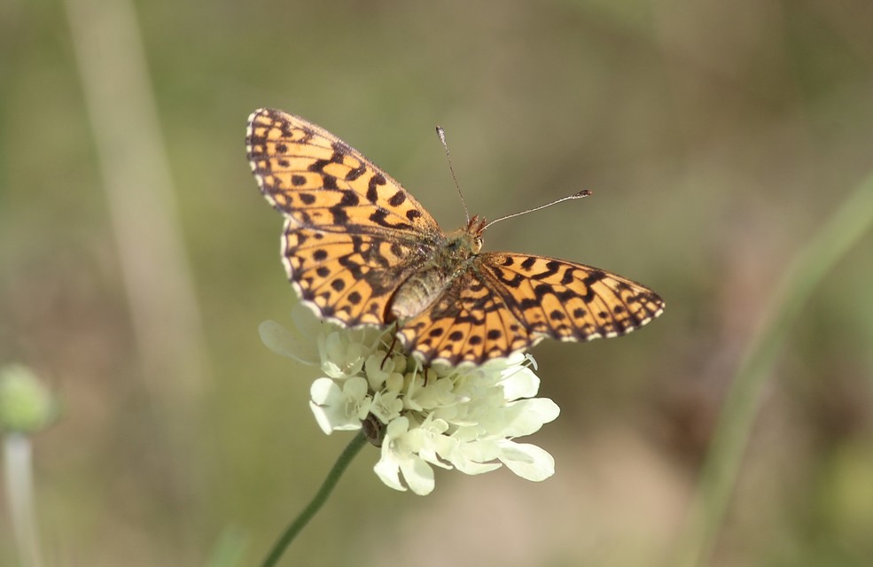 Boloria dia - kis gyöngyházlepke