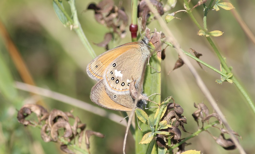 Coenonympha glycerion - közönséges szénalepke