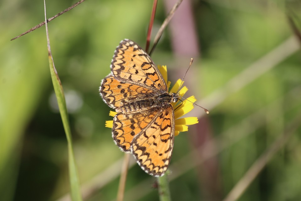 Melitaea trivia - kis tarkalepke