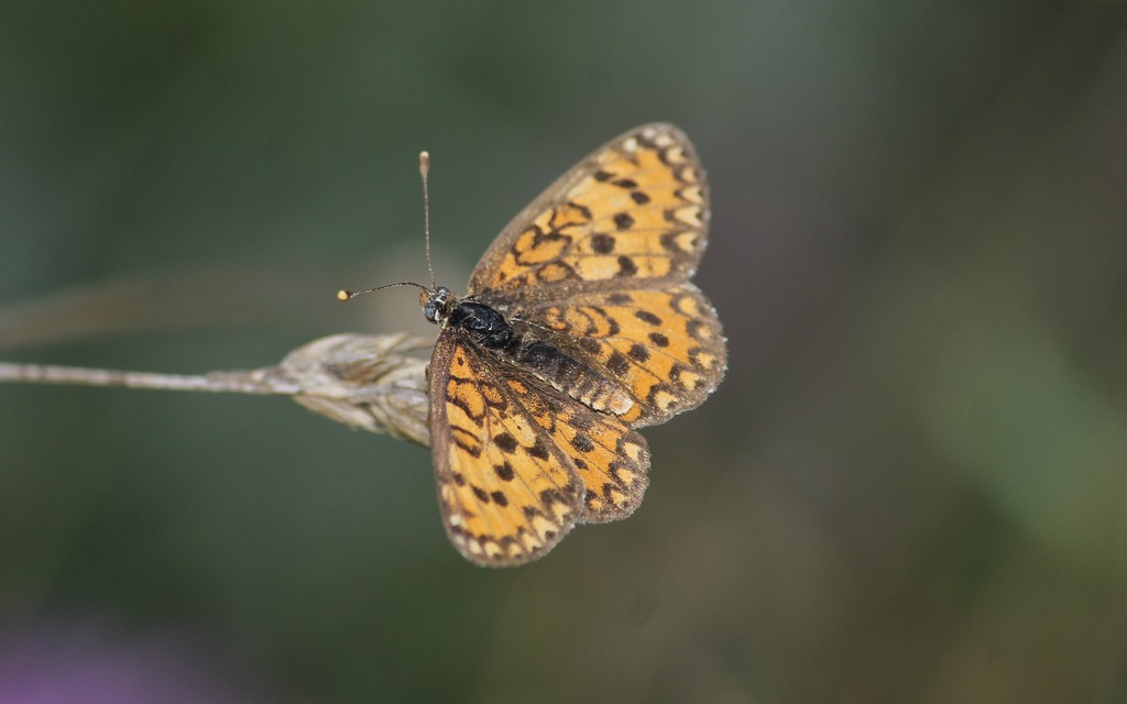 Melitaea trivia - kis tarkalepke