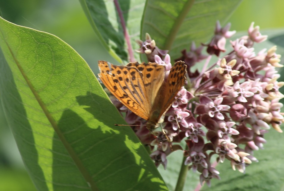 Argynnis paphia - nagy gyöngyházlepke