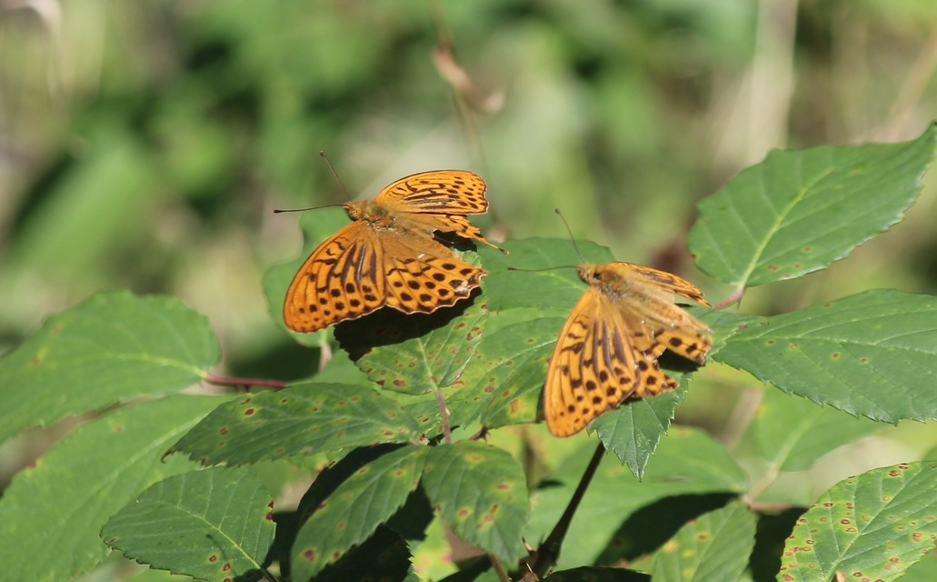Argynnis paphia - nagy gyöngyházlepke