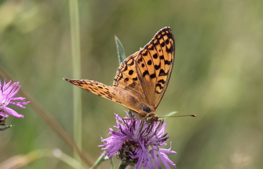 Argynnis adippe - ezüstös gyöngyházlepke
