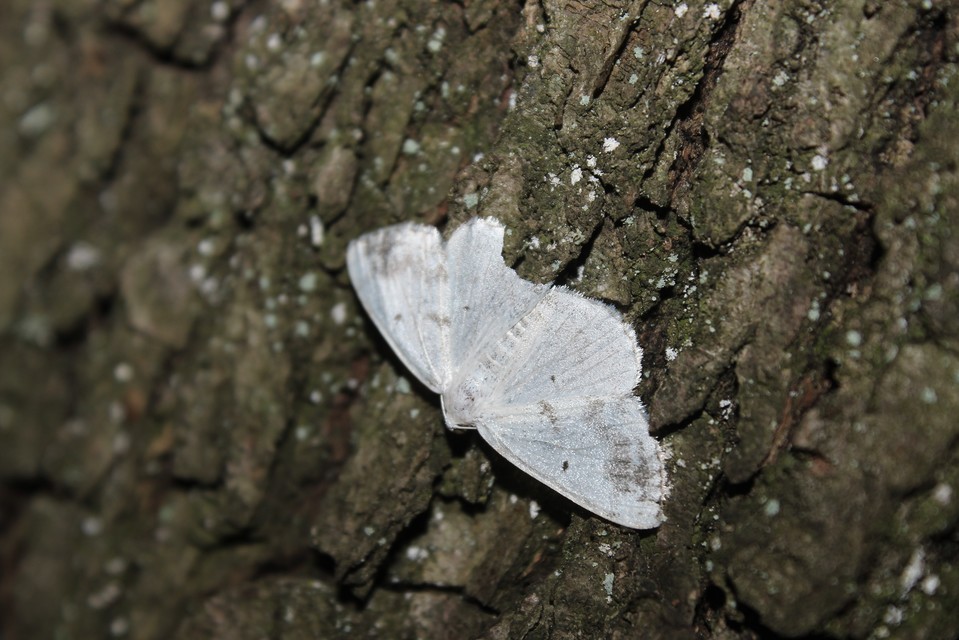 Lomographa temerata - foltos fehéraraszoló