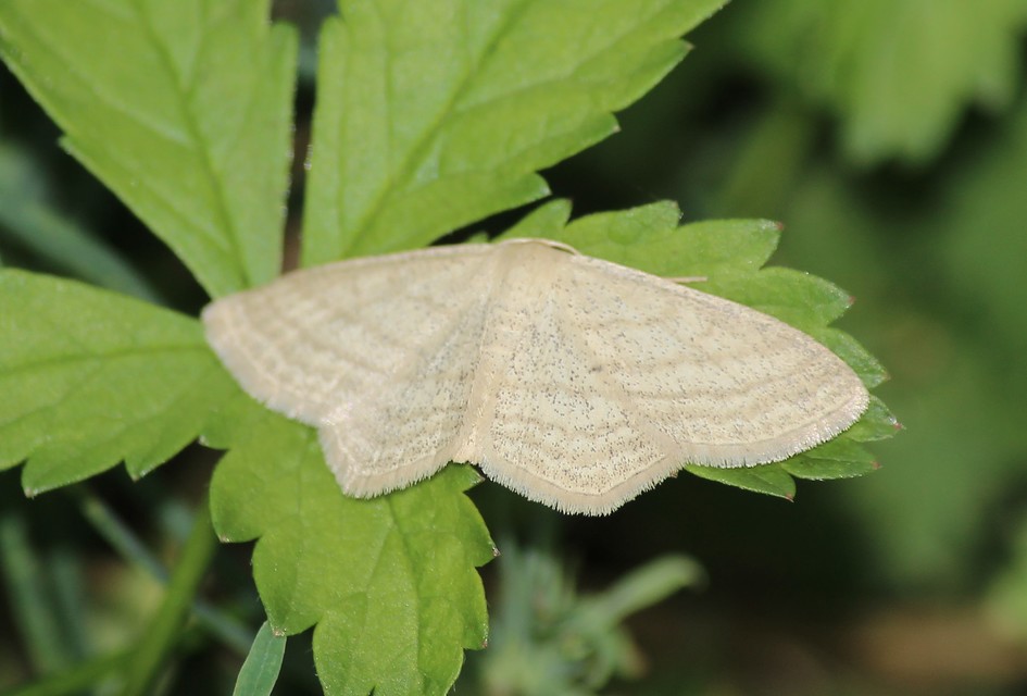 Scopula virgulata - vesszős sávosaraszoló