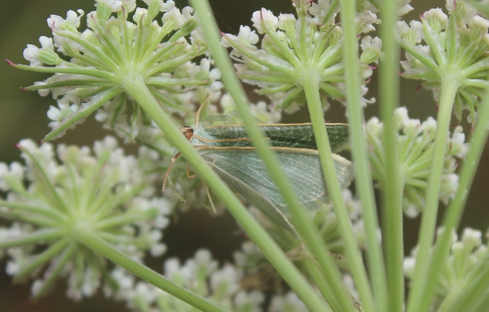 Phaiogramma etruscaria - fehérpettyes zöldaraszoló