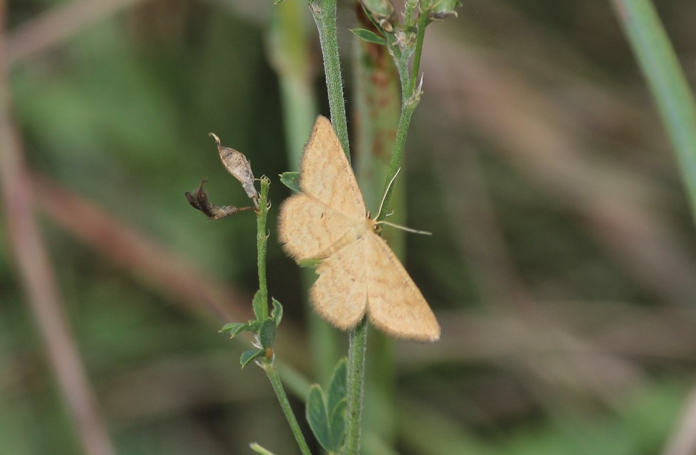 Idaea serpentata - kis sávosaraszoló